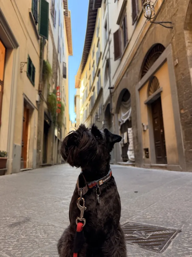 Blue, a black schnauzer, sitting in a narrow Florence street